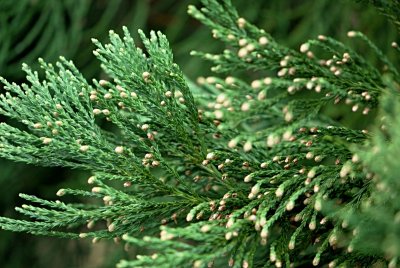 Sequoiadendron giganteum - sekvojovec obrovský - větévky s koncovými samčími šišticemi